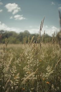 Close-up of stalks in field against sky