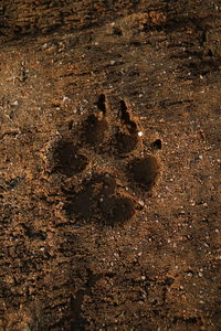 Close-up of footprints in mud