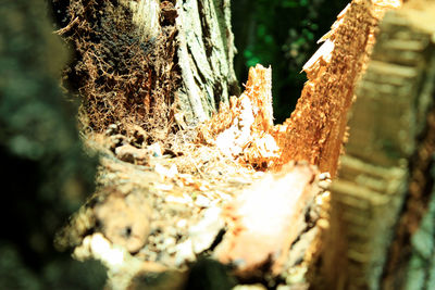 Close-up of tree trunk