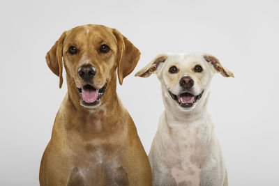 Dogs against white background