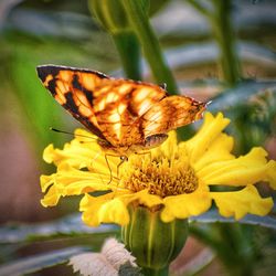 Close-up of butterfly pollinating on yellow flower