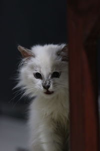 Close-up portrait of a cat