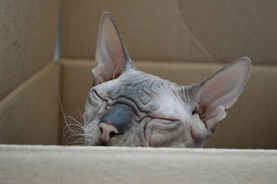 Close-up of funny sphynx cat sitting in the box