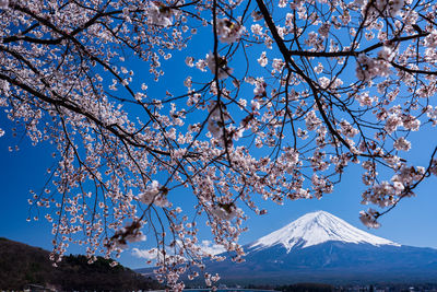 Low angle view of cherry blossom tree against sky