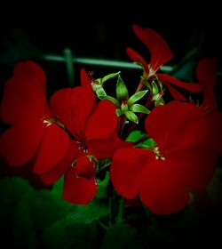 Close-up of red flowering plant