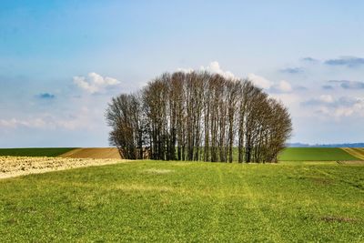 Trees on field against sky