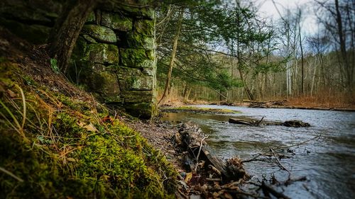 River flowing through forest