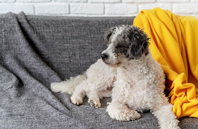 Dog resting on bed at home