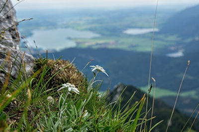 Edelweiss 