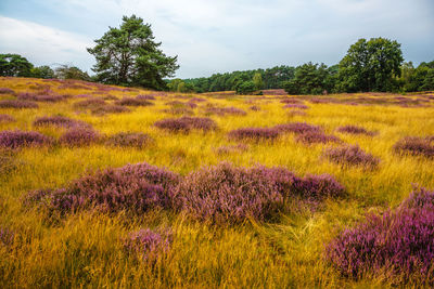 Scenic view of flowering plants on field against sky