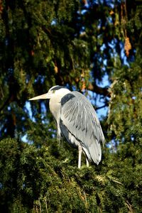 High angle view of gray heron perching on tree