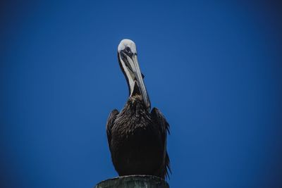 Low angle view of pelican perching 