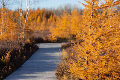 Road amidst trees during autumn