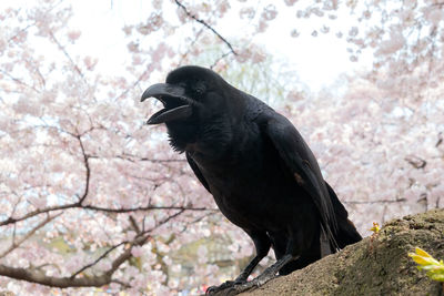 Close-up of bird perching on tree