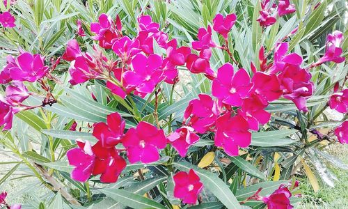 Close-up of pink flowers blooming on field