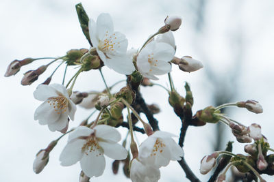 Close-up of white cherry blossom tree