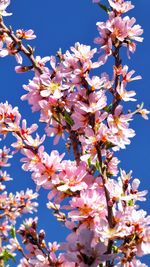 Low angle view of cherry blossoms in spring