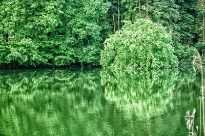 Scenic view of lake in forest