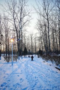 Bare trees on snow covered field against sky