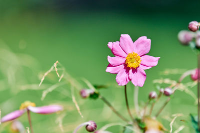 Cosmos flower, copy space. beautiful delicate pink flower. blooming in city flowerbed