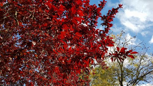 Low angle view of tree against sky