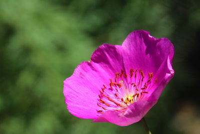 Close-up of pink flower