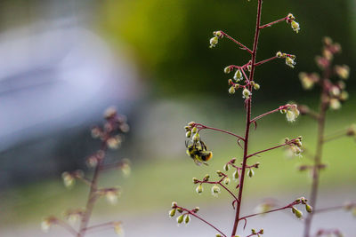 plant