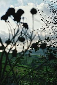 View of grassy field against sky