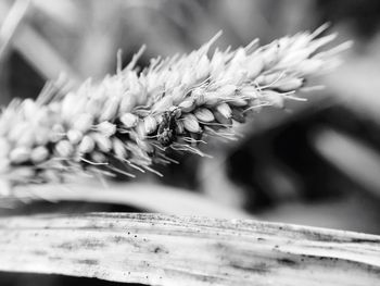 Close-up of wheat