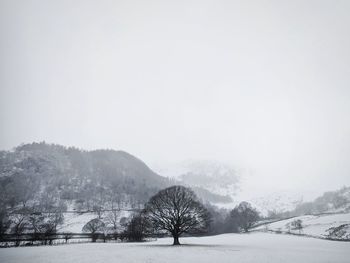 Bare trees on snow covered landscape against sky