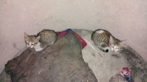 Cat lying on tiled floor