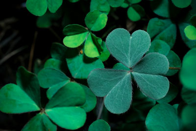 High angle view of plant leaves