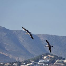 Seagull flying over mountain against clear sky