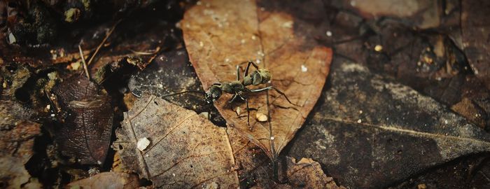 High angle view of insect