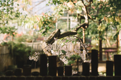 Bloomed sakura in the botanical garden, blossoming in greenhouse. selective focus on the flower