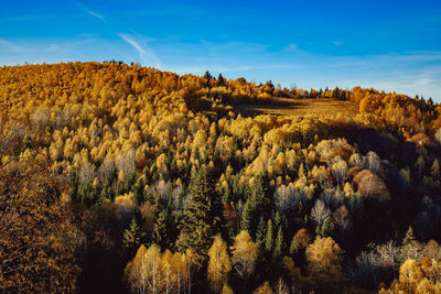 Panoramic view of trees on landscape against sky