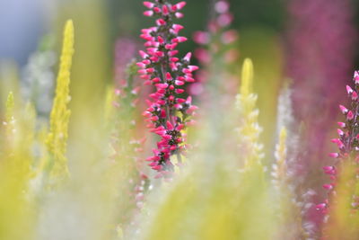 Close-up of pink flowers