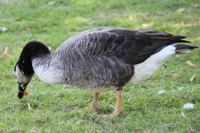 Side view of a bird on field