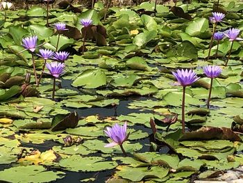 Purple water lily in lake