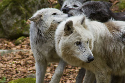 Pair of white wolves