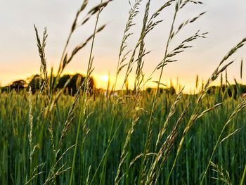 View of stalks in field against sky