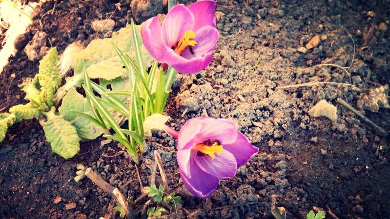 flower, petal, fragility, flower head, freshness, high angle view, purple, beauty in nature, nature, blooming, multi colored, leaf, pink color, plant, crocus, growth, field, close-up, yellow, ground