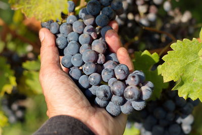 Cropped image of hand holding grapes