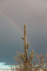 Low angle view of cactus plant against sky