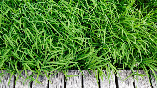 High angle view of corn on field