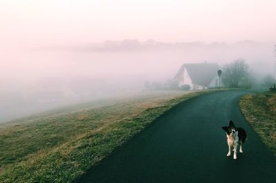 Dog on field against sky during foggy weather