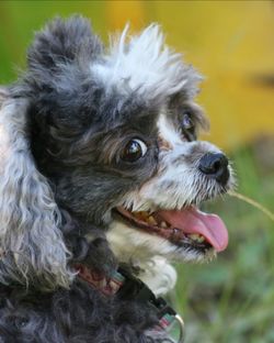 Close-up portrait of dog sticking out tongue outdoors