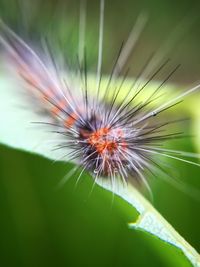 Close-up of plant against blurred background