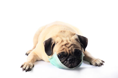 Close-up of a dog over white background