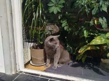 Cat standing in potted plant